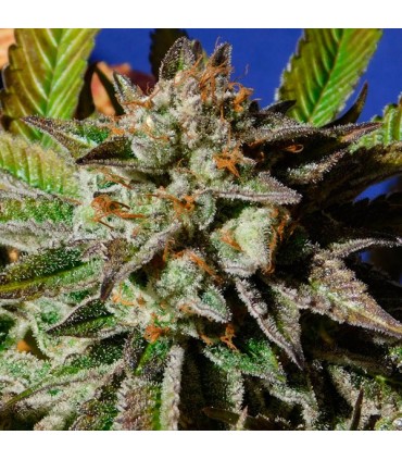 Bruce Cookies   3 u. fem. Original Sensible