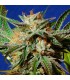 Gorilla Cookies  3 u. fem. Original Sensible