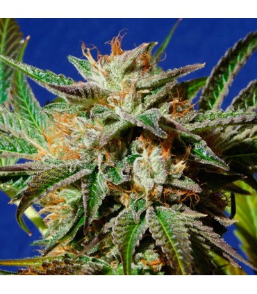Gorilla Cookies 10 u. fem. Original Sensible