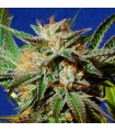 Gorilla Cookies 10 u. fem. Original Sensible