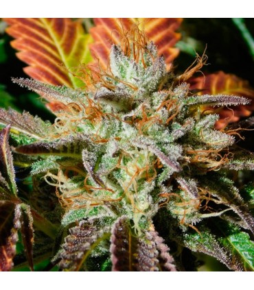 Wedding Cookies fem. Original Sensible