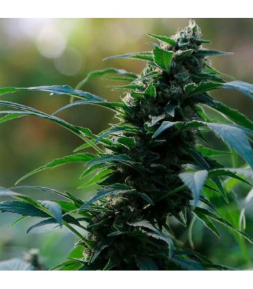 Auto CBG Nectar fem. Original Sensible