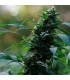 Auto CBG Nectar   3 u. fem. Original Sensible