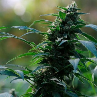 Auto CBG Nectar   3 u. fem. Original Sensible