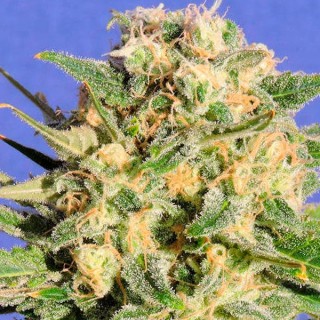 Auto Destroyer 10 u. fem. Original Sensible