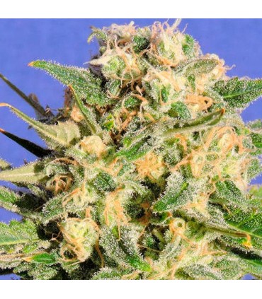 Auto Destroyer 10 u. fem. Original Sensible