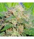 Auto Super Lemon Haze fem. Original Sensible