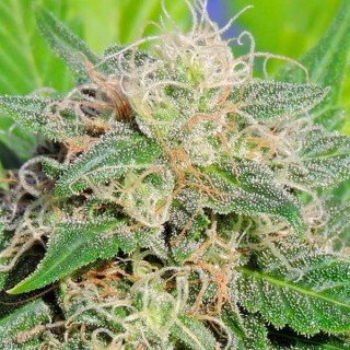 Auto Super Lemon Haze fem. Original Sensible