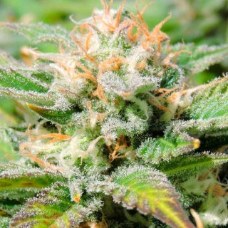 Auto Black JH  5 u. fem. Original Sensible