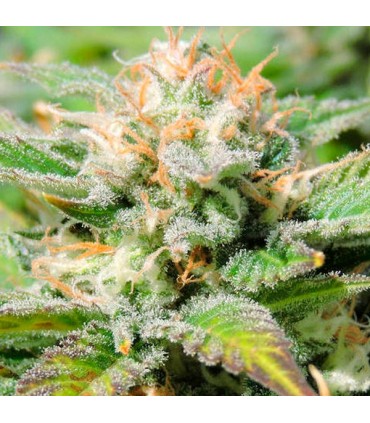 Auto Black JH 10 u. fem. Original Sensible