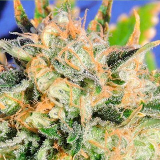 Auto Critical Diesel fem. Original Sensible