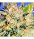 Auto Critical Diesel  5 u. fem. Original Sensible