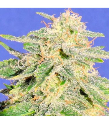 Auto JH 10 u. fem. Original Sensible