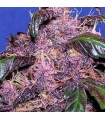 Auto Purple fem. Original Sensible