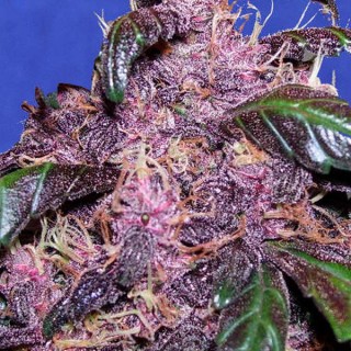 Auto Purple 10 u. fem. Original Sensible