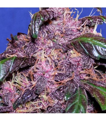 Auto Purple  5 u. fem. Original Sensible