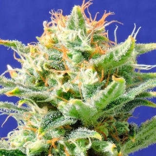 Auto Skunk fem. Original Sensible