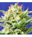 Auto Skunk fem. Original Sensible