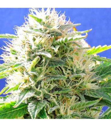 Black Destroyer fem. Original Sensible