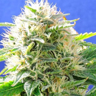 Black Destroyer 10 u. fem. Original Sensible