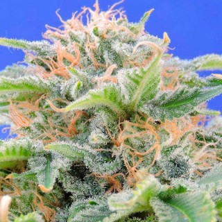 Black Gum  3 u. fem. Original Sensible