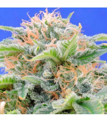 Black Gum  3 u. fem. Original Sensible