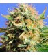 Chronic Lights 5 u. fem. Original Sensible