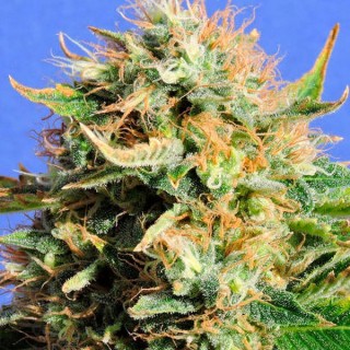 Chronic Lights fem. Original Sensible