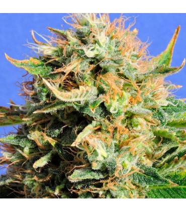 Chronic Lights fem. Original Sensible