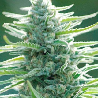 Pure Africa fem. Original Sensible