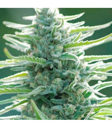 Pure Africa 10 u. fem. Original Sensible