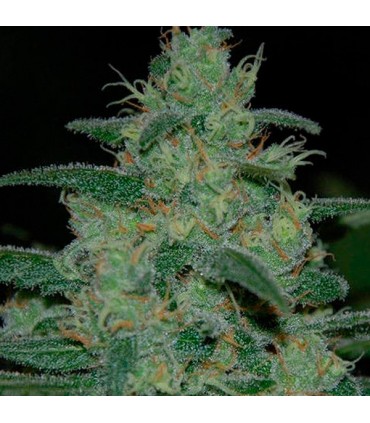 Pure Kush 10 u. fem. Original Sensible