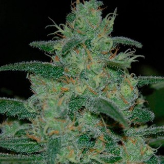Pure Kush  5 u. fem. Original Sensible