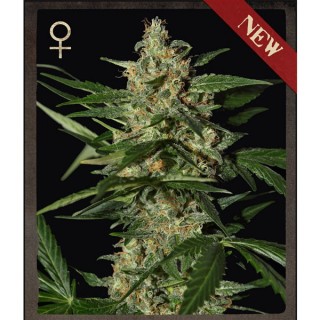 Auto Damnesia fem. Strain Hunters