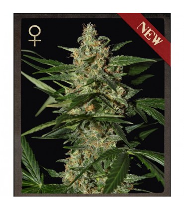 Auto Damnesia  5 u.  fem. Strain Hunters