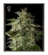 Afgooey fem. Strain Hunters