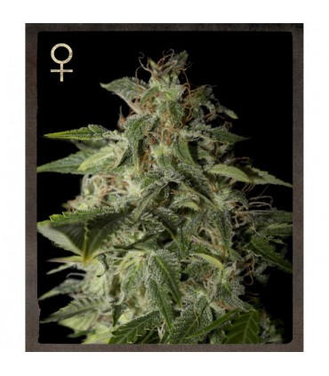 Afgooey  5 u.  fem. Strain Hunters