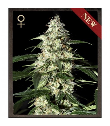 Auto Skunk  10 u.  fem. Strain Hunters