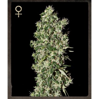 Big Tooth fem. Strain Hunters