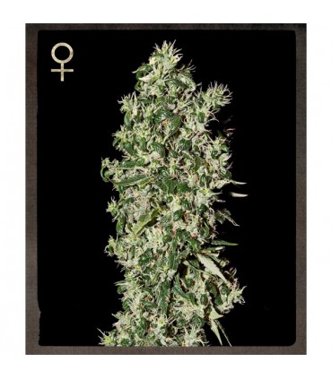 Big Tooth  5 u.  fem. Strain Hunters