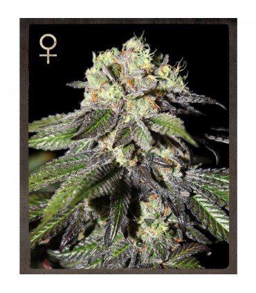 Caboose  5 u.  fem. Strain Hunters