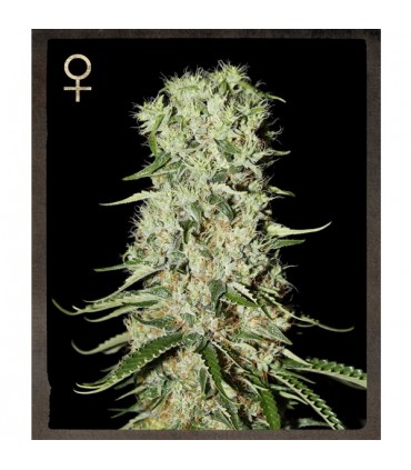 Damnesia  10 u.  fem. Strain Hunters