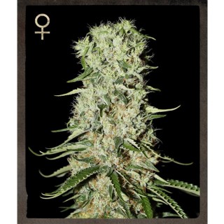 Damnesia fem. Strain Hunters