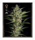 Flowerbomb Kush fem. Strain Hunters
