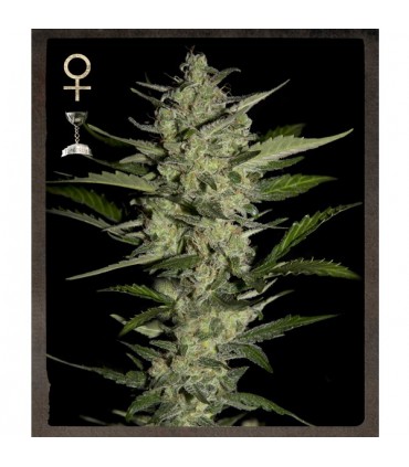 Flowerbomb Kush fem. Strain Hunters