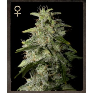 Money Maker fem. Strain Hunters