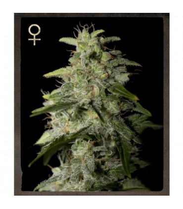 Money Maker   5 u.  fem. Strain Hunters