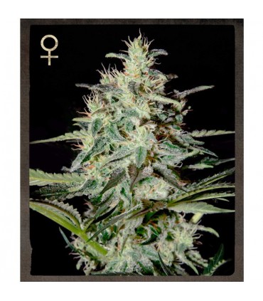 White Lemon  5 u.  fem. Strain Hunters