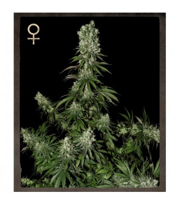 White Strawberry Skunk 10 u.  fem. Strain Hunters