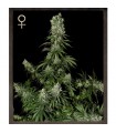 White Strawberry Skunk 10 u.  fem. Strain Hunters